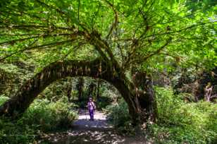 Hoh Rain Forest-2431